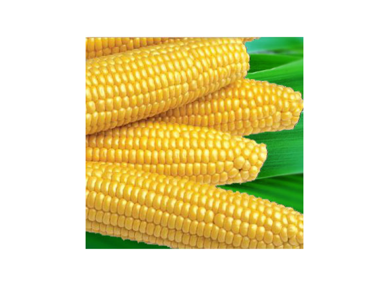 Кукурудза цукрова Мегатон F1 суперсолодка (100тис. шт.) Harris Moran